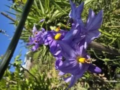 Kokulu Mavi solanum yasemin, Solanum cripum (40-60 cm boyda) Kod:y714