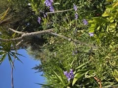 Kokulu Mavi solanum yasemin, Solanum cripum (40-60 cm boyda) Kod:y714