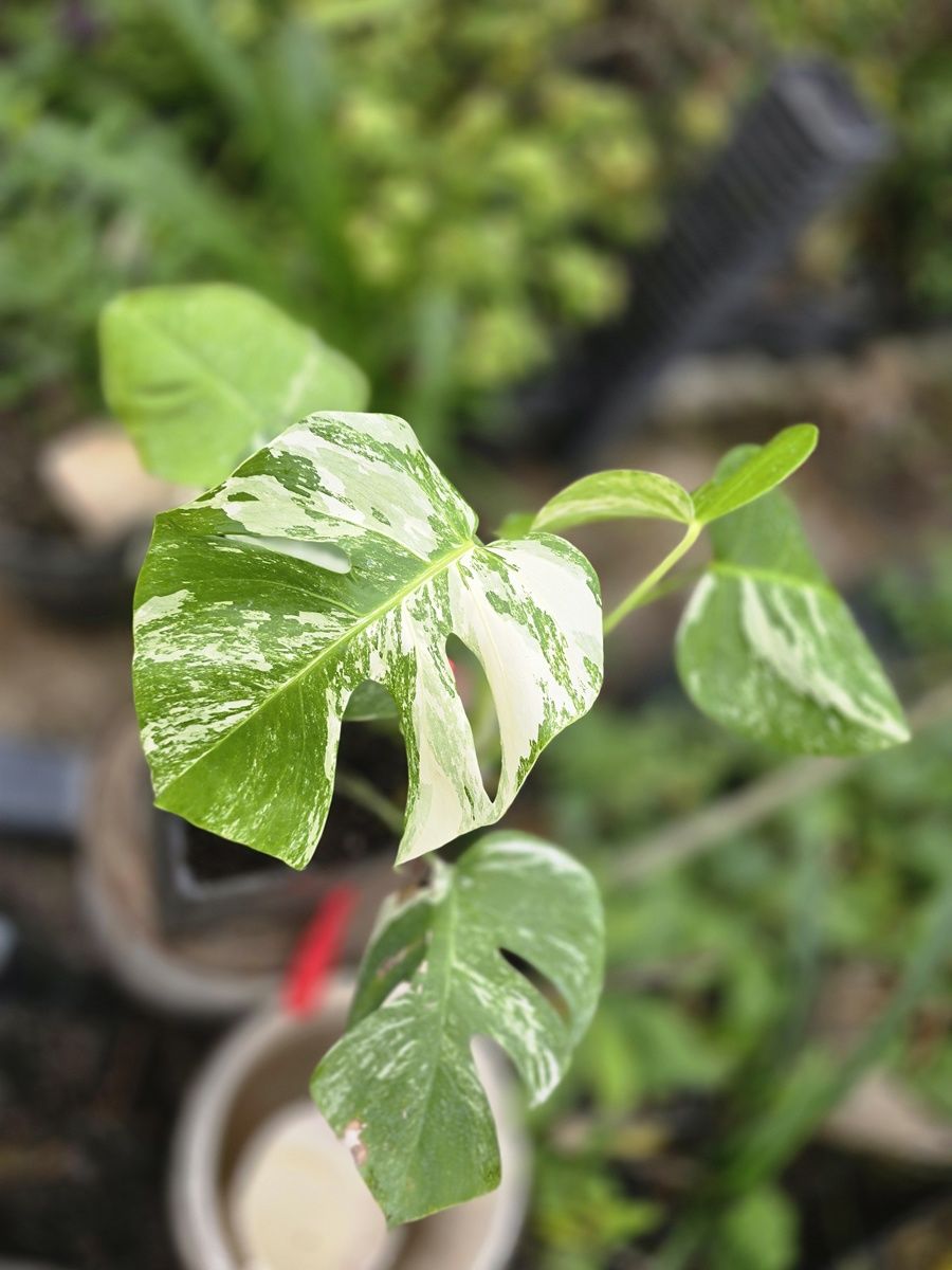 Kod:mon02  Monstera deliciosa - variegata.  Resimde görüldüğü gibi