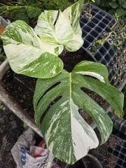 Kod:mon03  Monstera deliciosa - variegata.  Resimde görüldüğü gibi