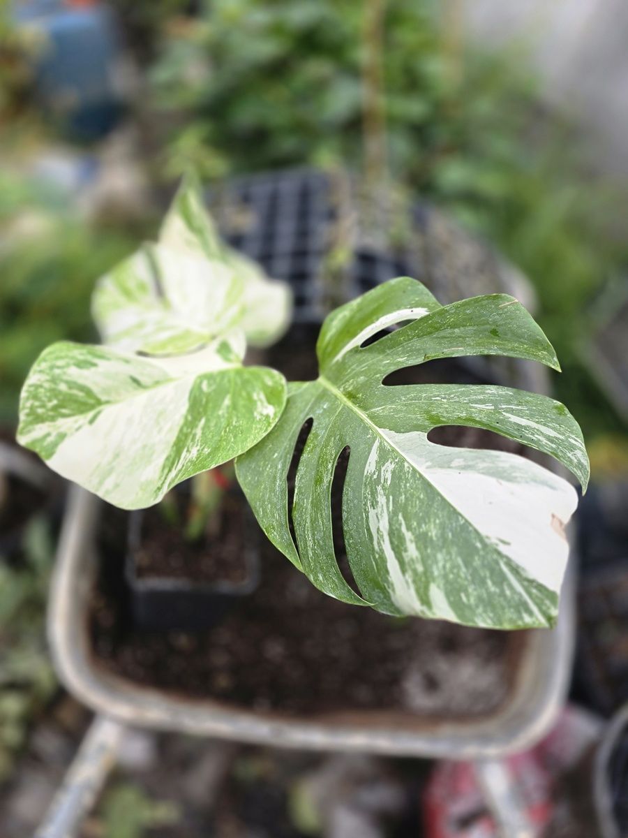 Kod:mon03  Monstera deliciosa - variegata.  Resimde görüldüğü gibi