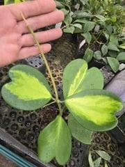 Hoya Kerrii  Reverse variegata. Kokulu mum çiçeği 10-20 cm boyda, resimde görülen mini saksıda köklü.Güçlü sürgünlü (kod:mum121)