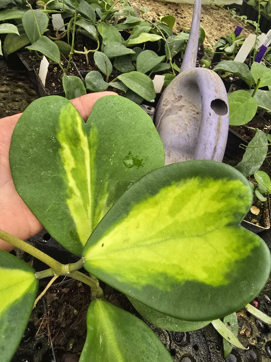 Hoya Kerrii  Reverse variegata. Kokulu mum çiçeği 10-20 cm boyda, resimde görülen mini saksıda köklü.Güçlü sürgünlü (kod:mum121)