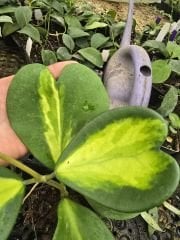 Hoya Kerrii  Reverse variegata. Kokulu mum çiçeği 10-20 cm boyda, resimde görülen mini saksıda köklü.Güçlü sürgünlü (kod:mum121)