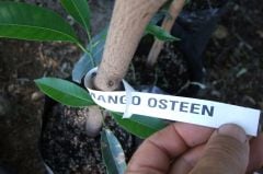 Kod:man02 Aşılı mango - mango osteen (2-3 yıl içerisinde meyve alınabilir)