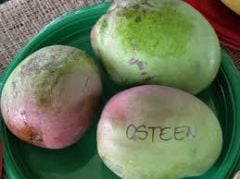 Kod:man02 Aşılı mango - mango osteen (2-3 yıl içerisinde meyve alınabilir)