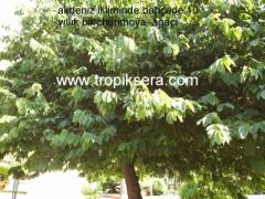 Kod:che02 Cherimoya  (100 - 120cm boyda)