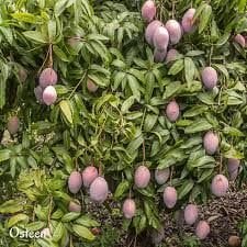 Kod:man04 Aşısız mango - 8 yaşında kalın gövdeli 80-120 cm boyda  (aşılanmamış hali ile meyve alınabilir)