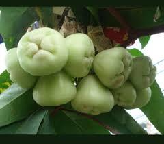 Kod:rsa01 Gül elma - Rose apple (120-150 cm boyda meyve veren gelişmiş sağlıklı fidan)
