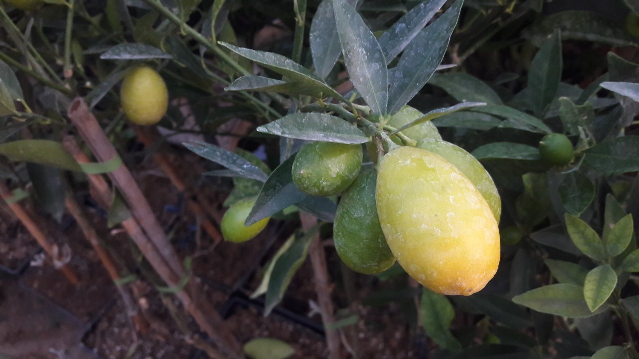 kod:na51 Limonella ( Eustis limequat ) 60-80 cm boy, meyveli