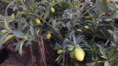 kod:na51 Limonella ( Eustis limequat ) 60-80 cm boy, meyveli