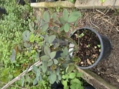 Kod:g36  White costa rose, yoğun kokulu beyaz gül (büyük boy)