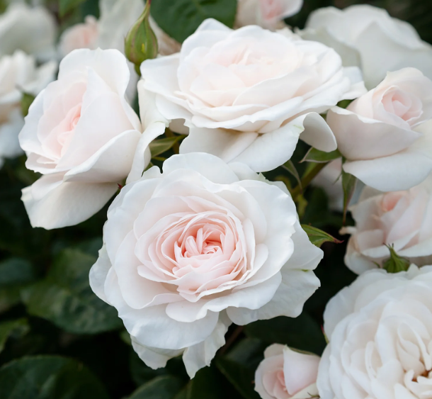 Kod:g36  White costa rose, yoğun kokulu beyaz gül (büyük boy)