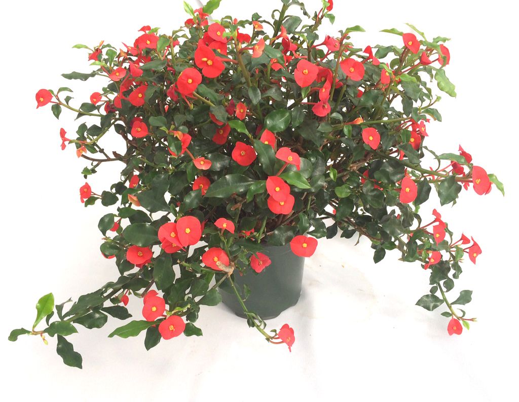 Kod:mili17 Euphorbia geroldii ‘Thornless Crown of Thorns’ - Dikensiz euhporbia milii