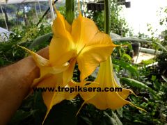 Kod:br05 Büyük ve gelişmiş yoğun kokulu, Meleklerin boruları(pembe) -  brugmansia sp, Angels trumpet, 5 yaşında