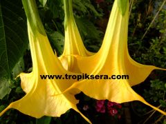 Kod:br06 Büyük ve gelişmiş yoğun kokulu, Meleklerin boruları(turuncu) -  brugmansia sp, Angels trumpet, 5 yaşında