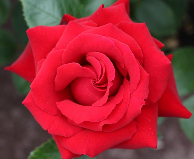 Kod:g49 Red lao rose, yoğun kokulu kırmızı gül (büyük boy)