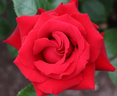 Kod:g49 Red lao rose, yoğun kokulu kırmızı gül (büyük boy)