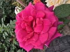 Kod:g50 Fully scent rose, yoğun kokulu pembe gül (büyük boy)