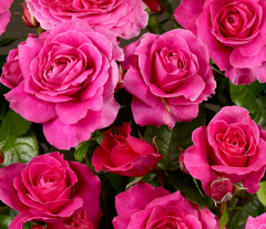 Kod:g50 Fully scent rose, yoğun kokulu pembe gül (büyük boy)