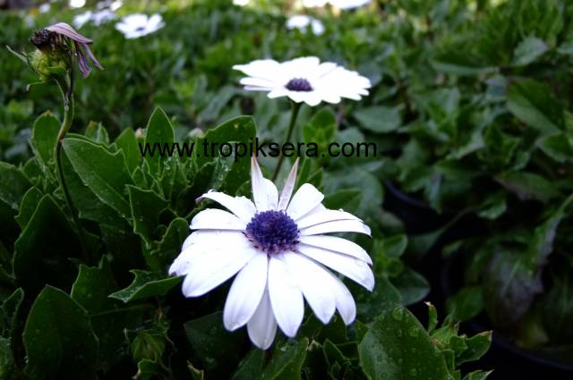 Kod:ost01 beyaz ostospermum (bodrum papatyası) saksıda canlı ve çiçekli