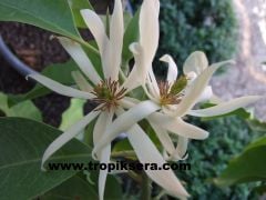 Kod:prf01 Parfüm ağacı (büyük boy) - michelia alba, perfume tree (250-350 cm boyda) Büyük saksıda Canlı, Mayıs'dan aralık ayına kadar parfüm kokulu çiçekler açar.