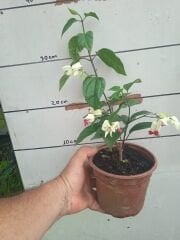 Kod:cle01  Beyaz kanayan kalpler -Clerodendrum thomsoniae. 10-30 cm arası boylarda.