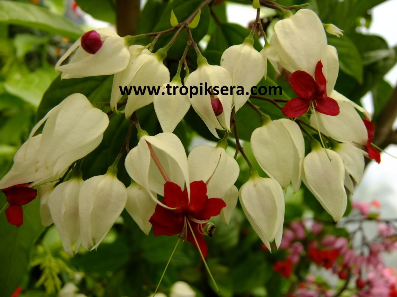Kod:cle01  Beyaz kanayan kalpler -Clerodendrum thomsoniae. 10-30 cm arası boylarda.