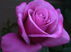 Kod:g37  Big sarabi rose, Yoğun kokulu mor/pembe (büyük boy)