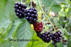 Kod:bog01 boysan berry (kokulu tatlı, iri böğürtlen) 30-50 cm boyda