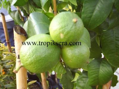 Kod:na68 Bergamot - Citrus aurantium ssp. bergamia (5 yaş, 120cm- 150cm boy)