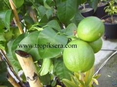 Kod:na68 Bergamot - Citrus aurantium ssp. bergamia (5 yaş, 120cm- 150cm boy)