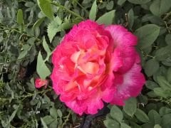 Kod:g39 Yellow alyans rose, Yoğun kokulu bordo/sarı gül (büyük boy)