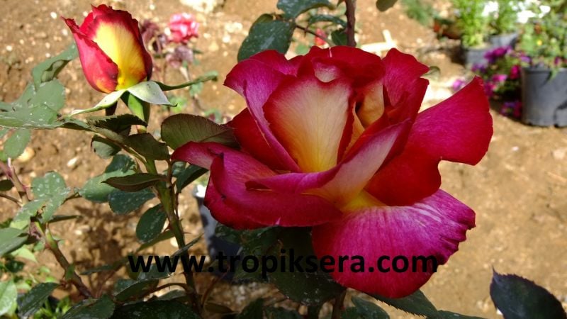 Kod:g39 Yellow alyans rose, Yoğun kokulu bordo/sarı gül (büyük boy)