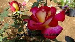 Kod:g39 Yellow alyans rose, Yoğun kokulu bordo/sarı gül (büyük boy)