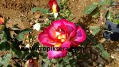 Kod:g39 Yellow alyans rose, Yoğun kokulu bordo/sarı gül (büyük boy)