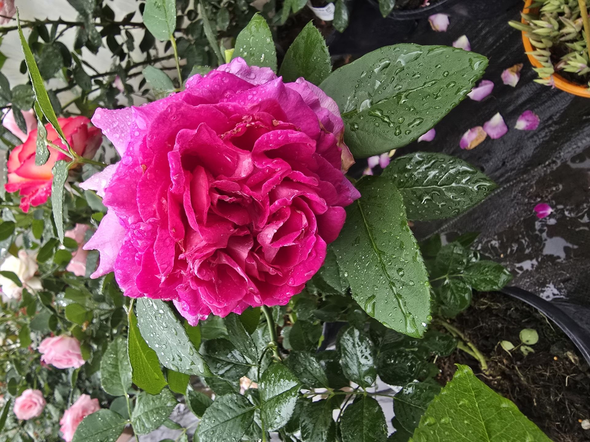 Kod:g40 pink frau rose, yoğun kokulu pembe (büyük boy)