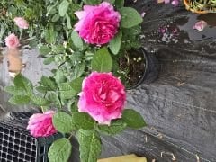Kod:g40 pink frau rose, yoğun kokulu pembe (büyük boy)