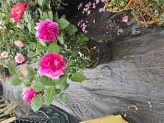 Kod:g40 pink frau rose, yoğun kokulu pembe (büyük boy)