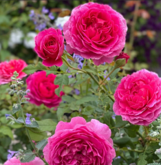 Kod:g40 pink frau rose, yoğun kokulu pembe (büyük boy)