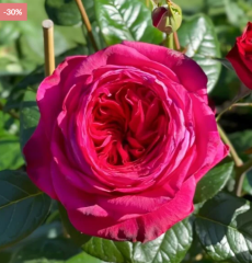 Kod:g44  Sweet red rose - yoğun kokulu kırmızı gül (büyük boy)