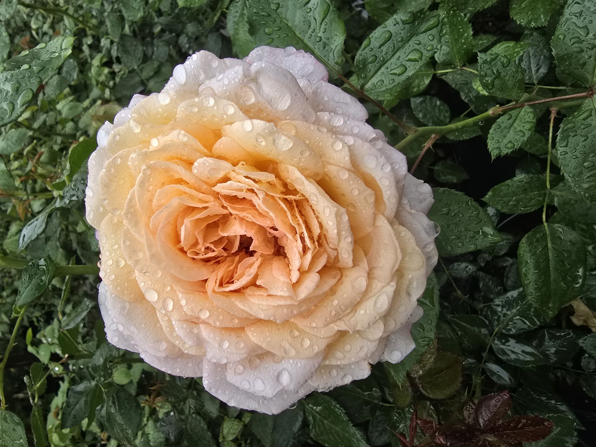 Kod:g45 Lusia rose, yoğun kokulu açık sarı gül ( büyük boy)