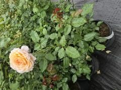 Kod:g45 Lusia rose, yoğun kokulu açık sarı gül ( büyük boy)