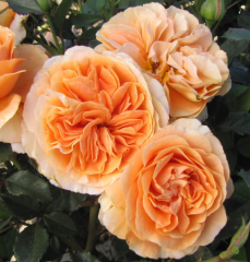 Kod:g45 Lusia rose, yoğun kokulu açık sarı gül ( büyük boy)