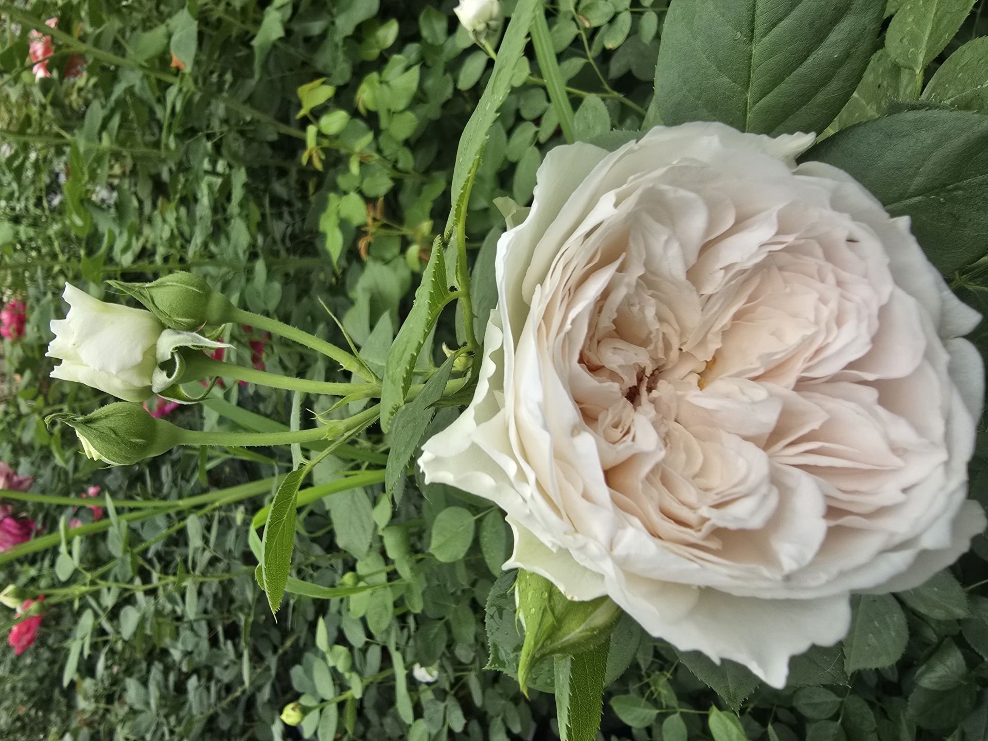 Kod:g46 Sweet pink, yoğun kokulu pudra pembe (büyük boy)