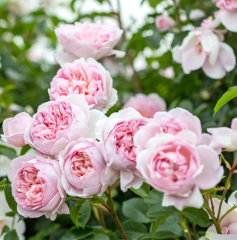 Kod:g46 Sweet pink, yoğun kokulu pudra pembe (büyük boy)