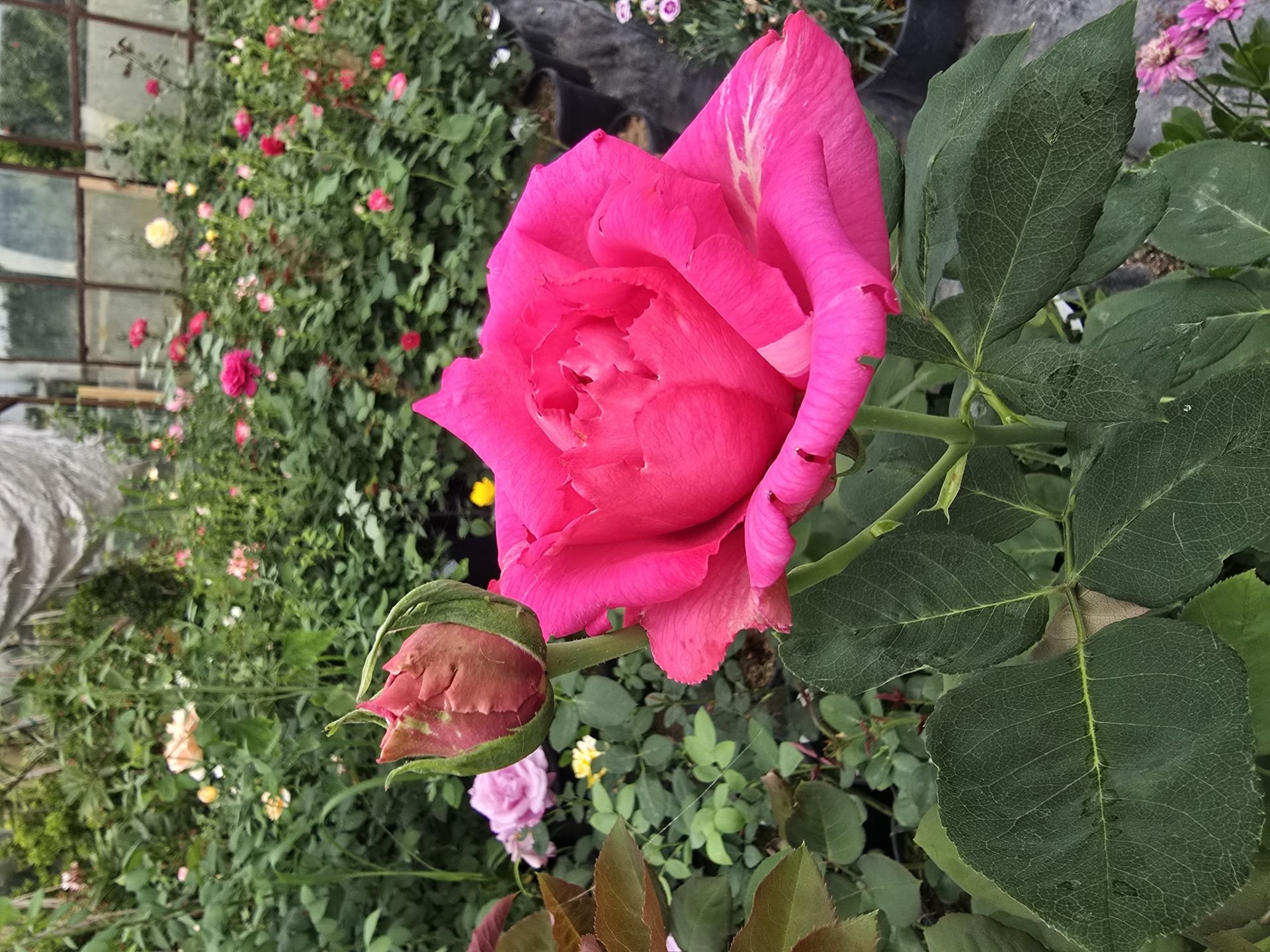 Kod:g47  Sweet cleo rose, Yoğun kokulu pembe gül  (büyük boy)