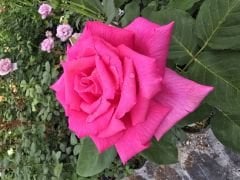 Kod:g47  Sweet cleo rose, Yoğun kokulu pembe gül  (büyük boy)