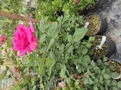 Kod:g47  Sweet cleo rose, Yoğun kokulu pembe gül  (büyük boy)