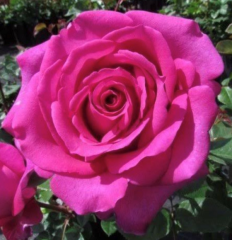 Kod:g47  Sweet cleo rose, Yoğun kokulu pembe gül  (büyük boy)